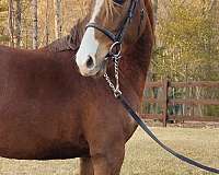 backed-morgan-horse
