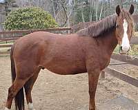 all-vaccines-morgan-horse