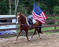 bloodlines-morgan-horse