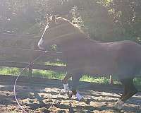 build-morgan-horse