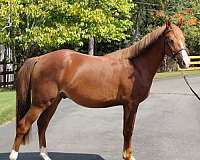 chief-morgan-horse