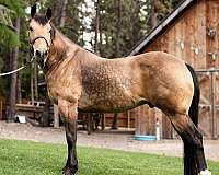 buckskin-dorsal-line-horse