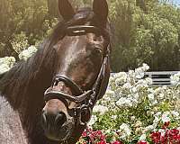 experienced-rider-andalusian-horse