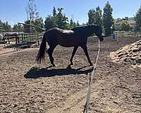 goes-through-water-andalusian-horse