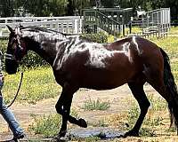 huge-movement-andalusian-horse