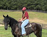 safe-trail-friesian-horse