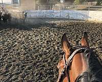 natural-horsemanship-training-appendix-horse