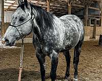 bay-grey-quarter-horse-mare-stallion