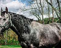 bay-grey-mare-stallion-for-sale