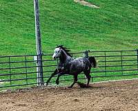 bay-grey-quarter-horse-for-sale
