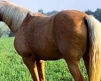 palomino-see-pics-horse