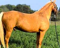 trail-missouri-fox-trotter-horse