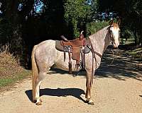 red-roan-see-pics-pony