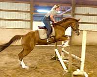 corvallis-quarter-horse