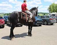 beginner-percheron-horse