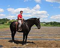 draft-percheron-horse