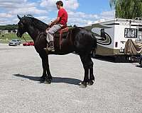 driving-percheron-horse