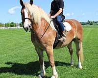 sorrel-white-strip-horse