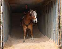 husband-safe-belgian-horse