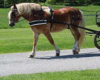 parade-belgian-horse