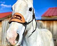 ranch-roping-quarter-horse