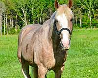 red-roan-see-pics-horse