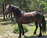 friesian-horse-for-sale