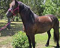 friesian-horse