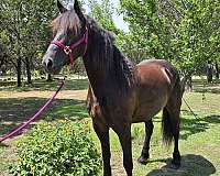 friesian