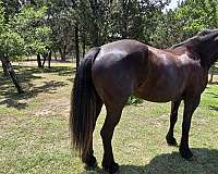 cross-friesian-morgan-horse