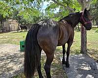 dressage-friesian-morgan-horse