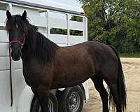 trail-friesian-morgan-horse