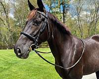 black-small-star-horse