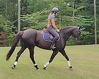 dressage-hanoverian-horse