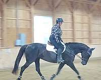 athletic-hanoverian-horse