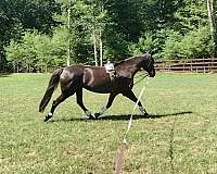 equitation-hanoverian-horse