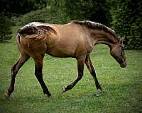 western-d-appaloosa-horse