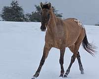 bay-dun-appaloosa-horse