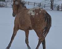 cat-appaloosa-horse