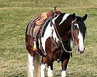 beginner-draft-horse