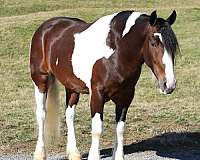 cross-draft-horse