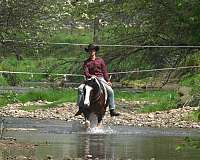 husband-safe-draft-horse