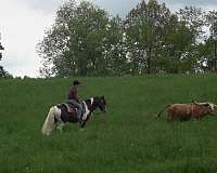 mounted-patrol-draft-horse