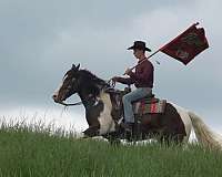 parade-draft-horse