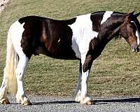 flashy-draft-horse