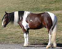 draft-horse