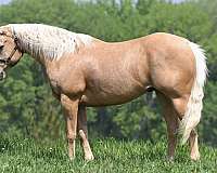 calf-roping-quarter-horse