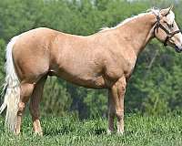 flashy-quarter-horse