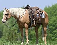 husband-safe-quarter-horse