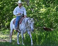 ranch-quarter-horse